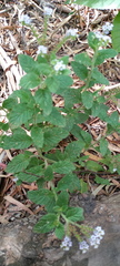 Heliotropium nicotianifolium