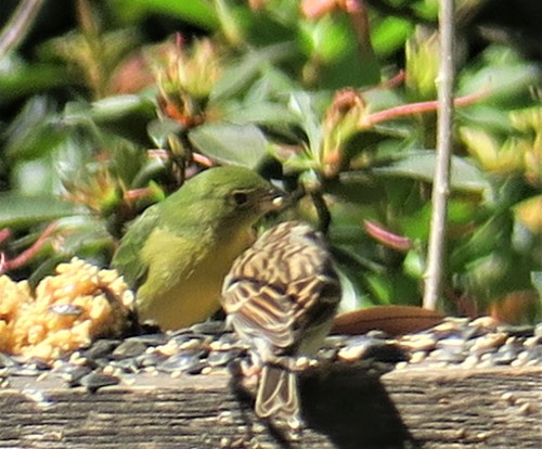 Passerina ciris image
