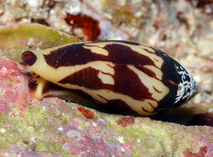 Conus cylindraceus