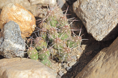 Maihueniopsis