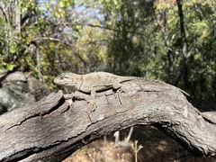 Pristidactylus alvaroi