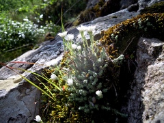 Castroviejoa frigida
