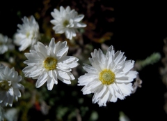 Castroviejoa frigida