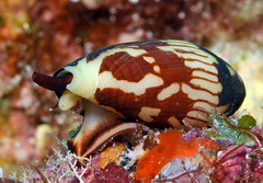 Conus cylindraceus