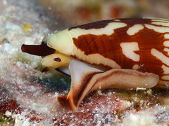 Conus cylindraceus