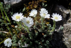 Castroviejoa frigida