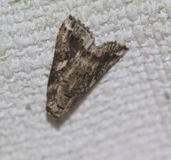 Pseudogyrtona fulvana