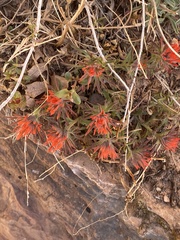 Castilleja scabrida scabrida