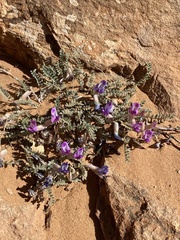 Astragalus zionis