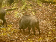 Sus scrofa taivanus