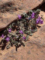 Astragalus zionis