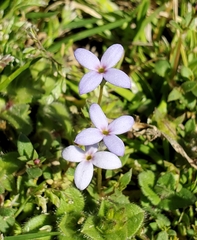 Houstonia pusilla