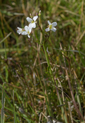 Cardamine penduliflora