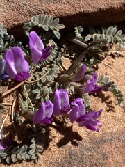 Astragalus zionis