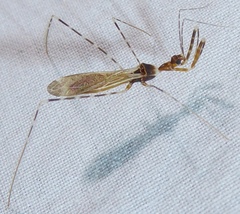 Stenolemoides arizonensis