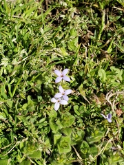 Houstonia pusilla