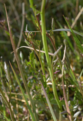 Cardamine penduliflora