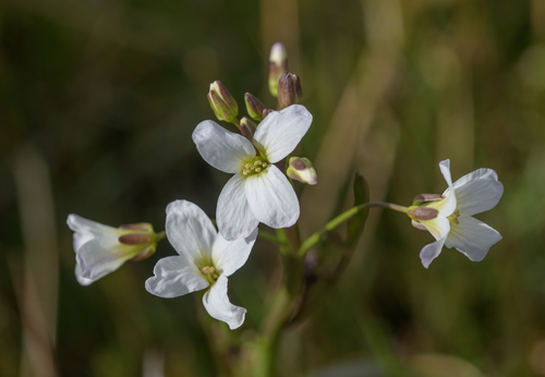 Willamette Valley bittercress (Cardamine penduliflora)