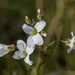 Cardamine penduliflora - Photo (c) Saelon Renkes,  זכויות יוצרים חלקיות (CC BY-NC), הועלה על ידי Saelon Renkes