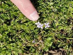 Houstonia pusilla