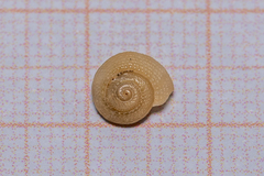 Heliacus fallaciosus