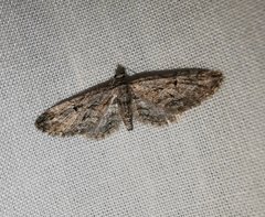 Eupithecia oxycedrata