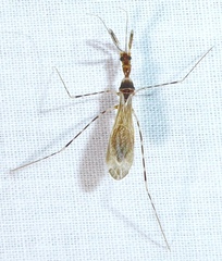 Stenolemoides arizonensis