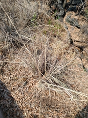 Muhlenbergia robusta