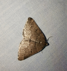 Aleucis distinctata