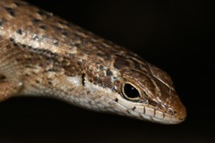 Trachylepis tandrefana