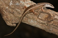 Trachylepis tandrefana