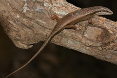 Trachylepis tandrefana