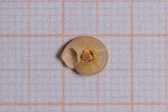 Heliacus fallaciosus