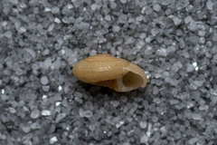 Heliacus fallaciosus