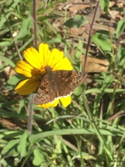 Erynnis tristis tatius