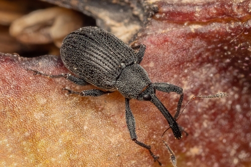 Strawberry blossom weevil, photo 2 of 10