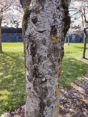 Prunus serrulata