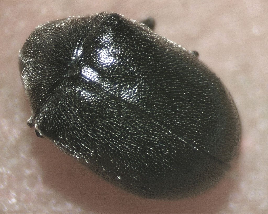Dorcatoma falli