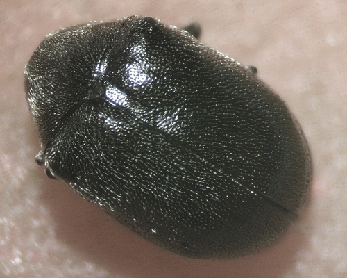 Dorcatoma falli