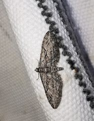 Eupithecia oxycedrata