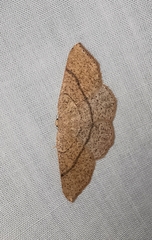 Cyclophora ruficiliaria