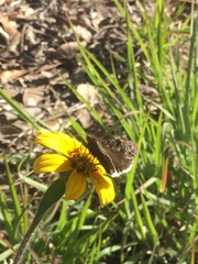 Erynnis tristis tatius