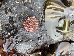 Acmaea
