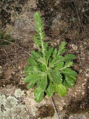 Anarrhinum duriminium