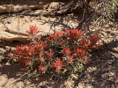 Castilleja scabrida scabrida