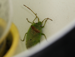 Eupolemus virescens