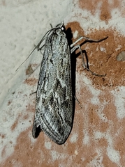 Evergestis vinctalis