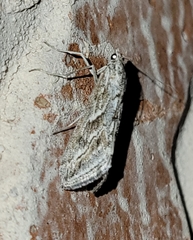 Evergestis vinctalis