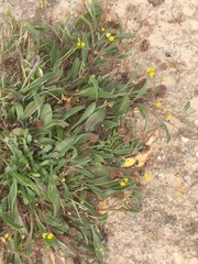 Scorpiurus muricatus