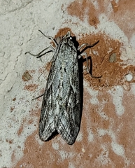 Evergestis vinctalis
